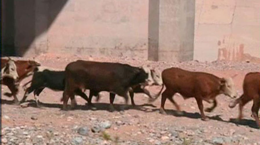 Feds release seized cattle after showdown with rancher