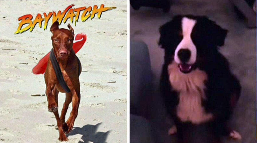 Who has America's cutest dog?