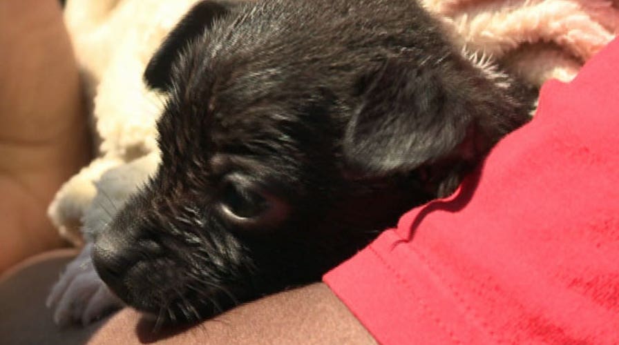 Puppy rescued from drain by firefighter