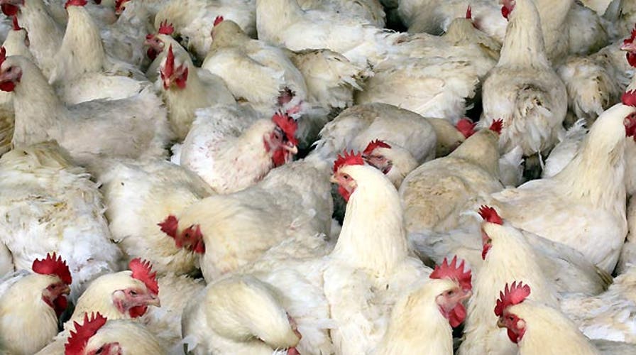 New fears over latest strain of bird flu