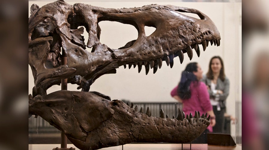 T-Rex skeleton now at the Smithsonian