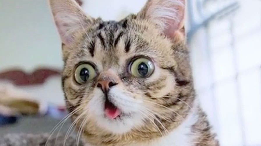 Lil Bub, from stray cat to movie star