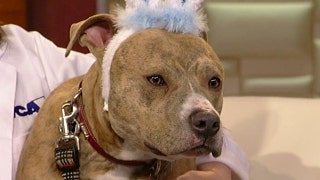 Hidden Easter hazards for pets - Fox News