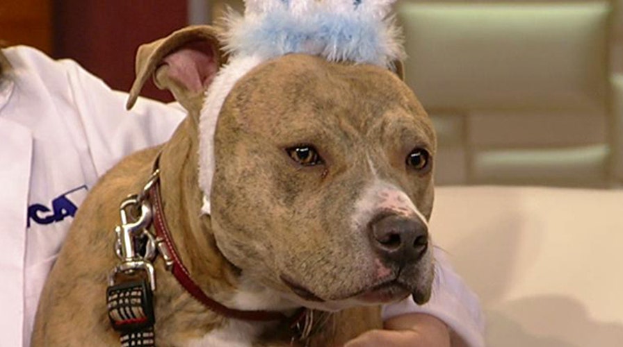 Hidden Easter hazards for pets