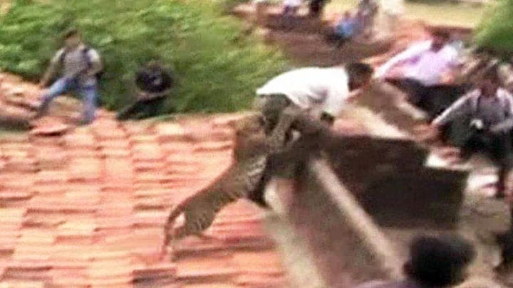 Leopard attacks villagers, causes panic