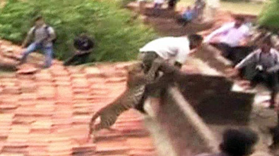 Leopard attacks villagers, causes panic