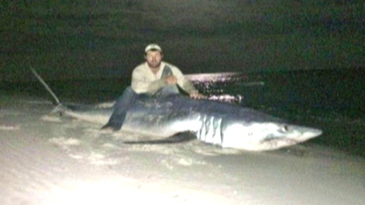 Catch of the day: Fisherman reels in 805-pound shark