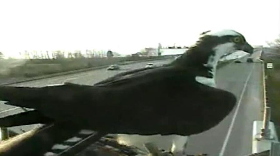 Grapevine: Bird battles Maryland Transportation Authority