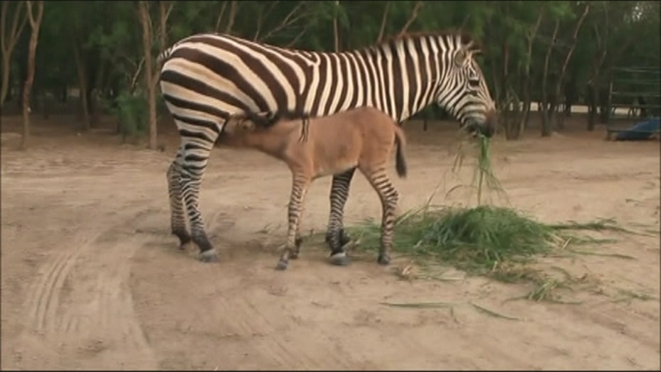 Adorable 'Zonkey,' Half Zebra Half Donkey, Is Born In Mexican Zoo Fox