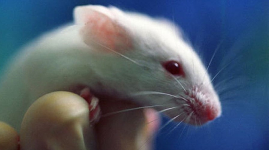 Report: 'Edited' DNA cures liver disease in lab mice