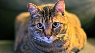 Cat expert schools Reddit users on their favorite topic - Fox News