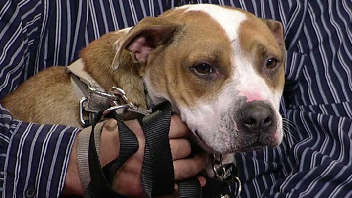 Family reunites with dog lost during Sandy