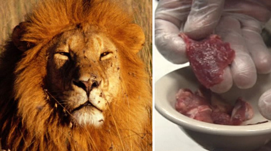 Restaurant courts controversy with lion meat tacos