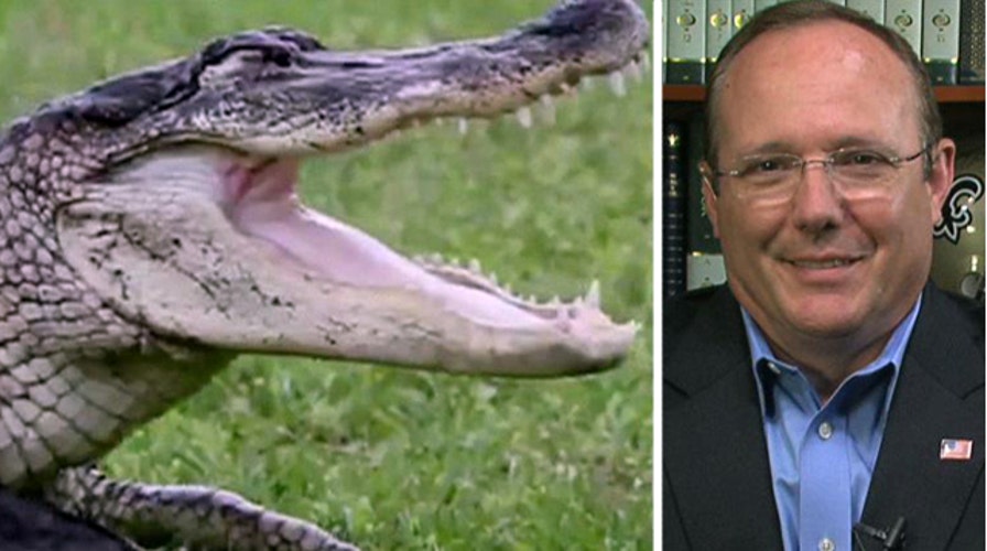 Louisiana Senate Candidate wrestles gator in TV ad