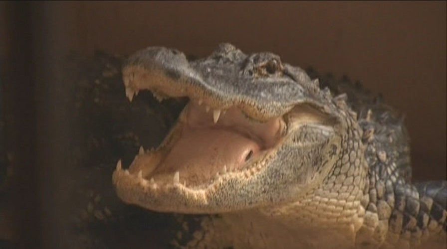 FL Family Spotted An Alligator At Their Front Door