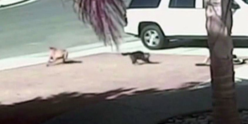 Cat Wins Shelter S Hero Dog Award For Saving Kid From Canine Fox