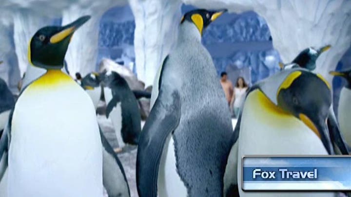 Sneak peak of Antarctica: Empire of the Penguin