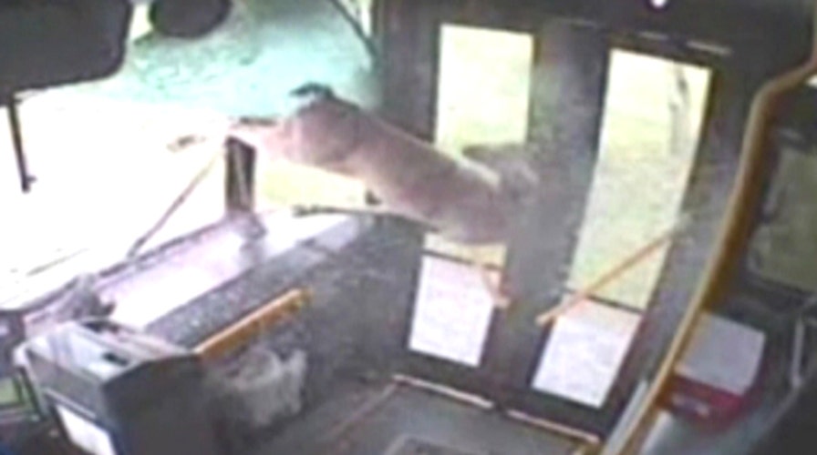 Deer crashes through windshield of moving bus