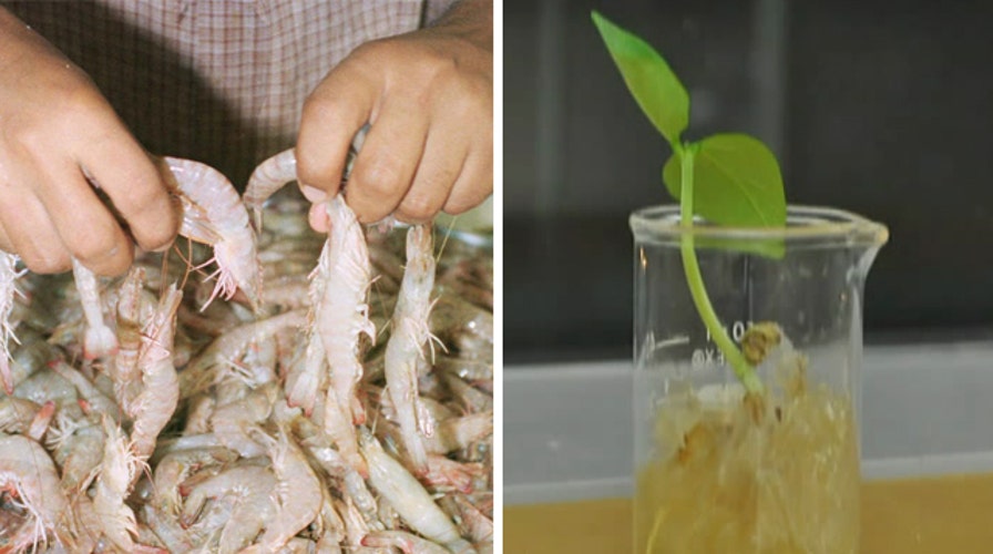 Harvard researchers develop bioplastic made from shrimp shells