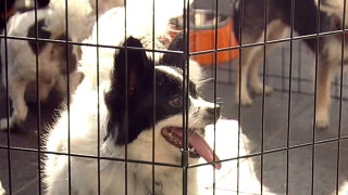 Tips to keep your pets safe this summer - Fox News