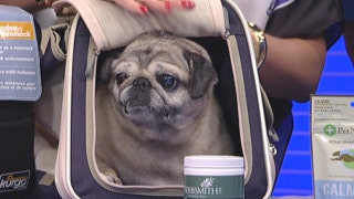 How to prep for traveling with your pet - Fox News