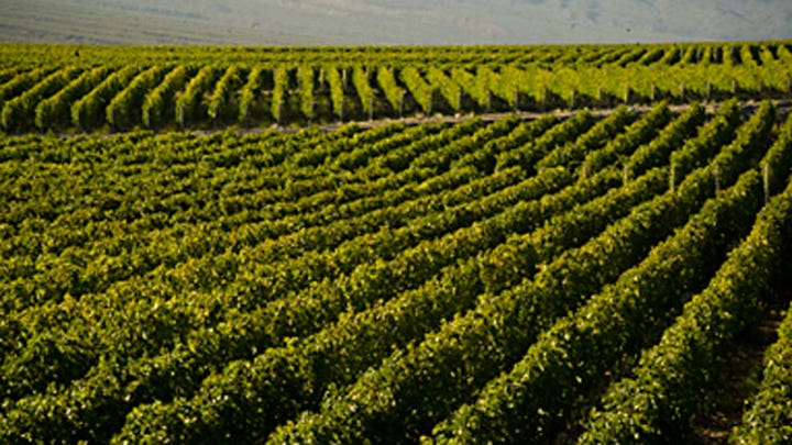 The wine women of Sicily