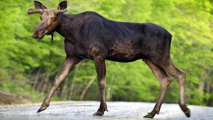 Moose attacks, injures two hikers