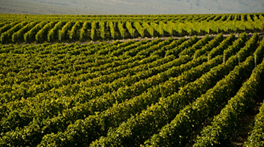The wine women of Sicily