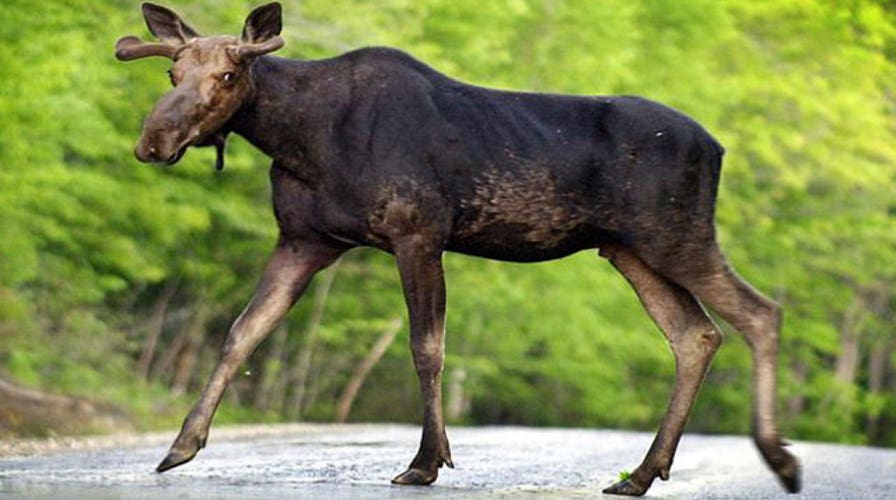 Moose attacks, injures two hikers