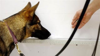 Study: Dogs can sniff out prostate cancer - Fox News