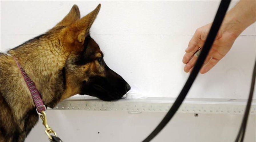 Study: Dogs can sniff out prostate cancer