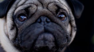 Toxic treats, travel warning, food dye dangers? - Fox News