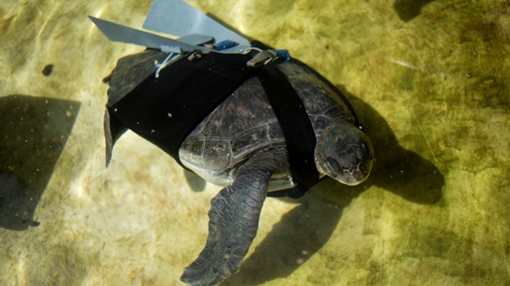 Amputee sea turtle gets high-tech flipper
