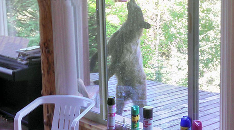 Bear wanders into Utah cabin