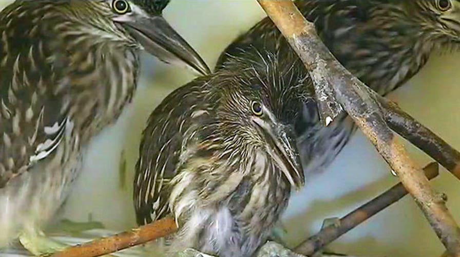 Baby birds injured in tree trimming accident
