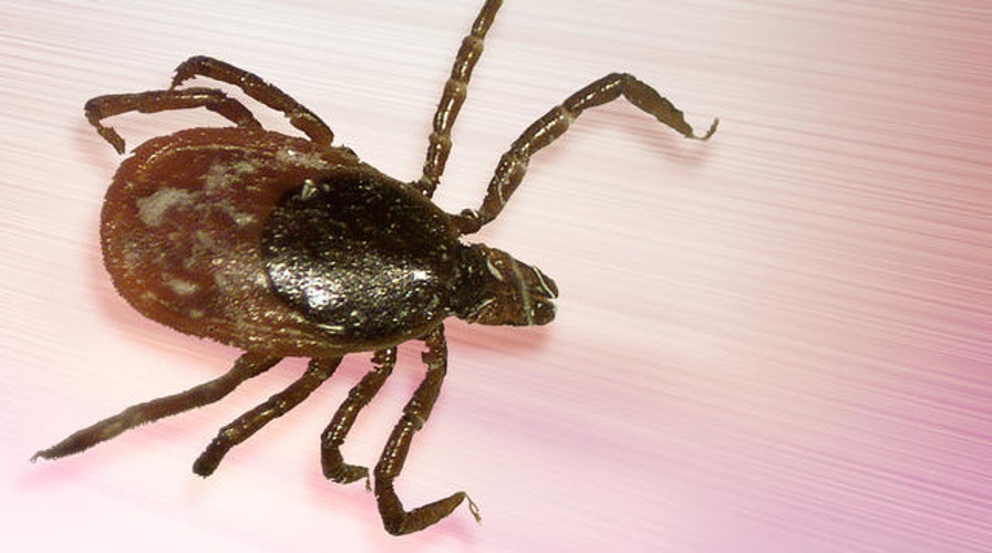 Lyme disease is on the rise