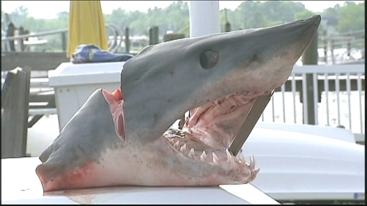 Shark Jumps Into Fishing Boat In New Jersey