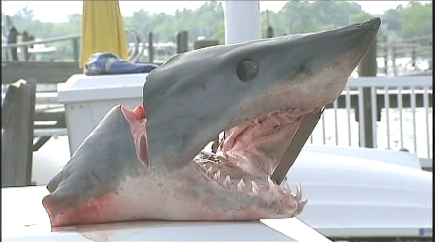 Shark Jumps Into Fishing Boat In New Jersey