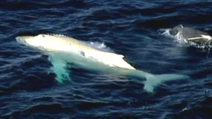 'Once in a lifetime' sighting off Australian coast