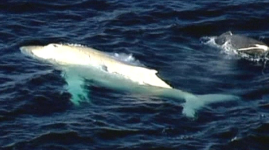 'Once in a lifetime' sighting off Australian coast