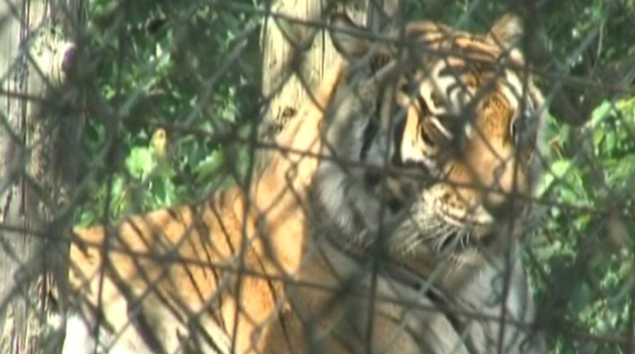 Indiana woman mauled by tiger