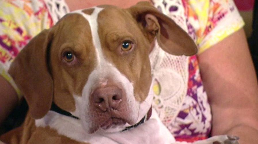 Meet the world's ugliest dog
