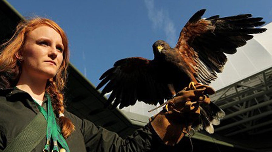 Fox on Reddit: Rufus the Hawk’s AMA takes flight