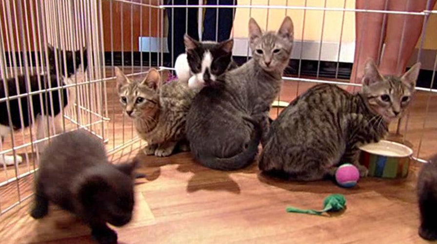 Help save animals from neglect