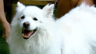 Summer safety tips for your pets - Fox News