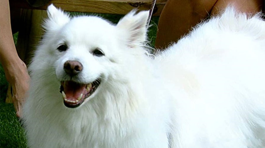 Summer safety tips for your pets