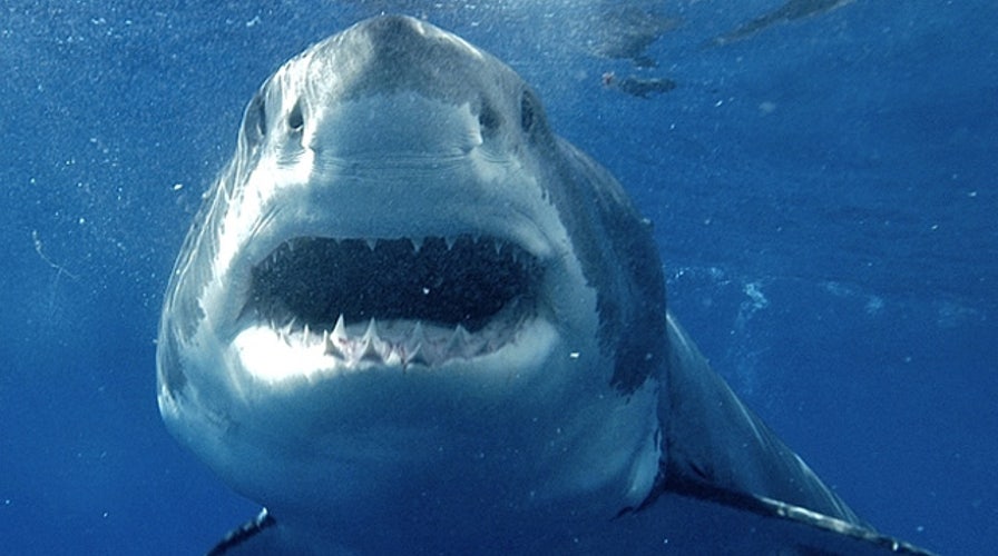 How to protect yourself if you spot a shark