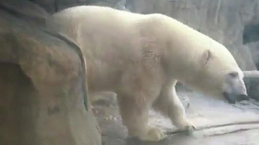 Polar bear does the moon walk