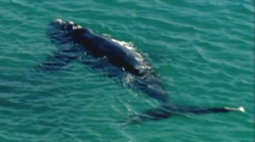 Surfers get up-close encounter with massive whale