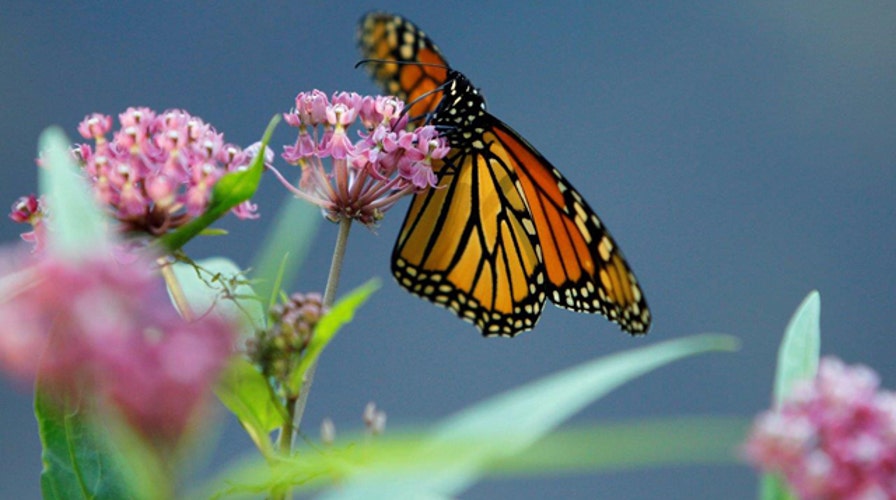 Can gardening help strengthen your faith?